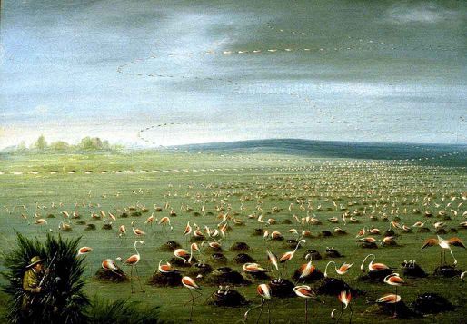 Ambush For Flamingos