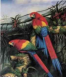 Birds Paintings N018