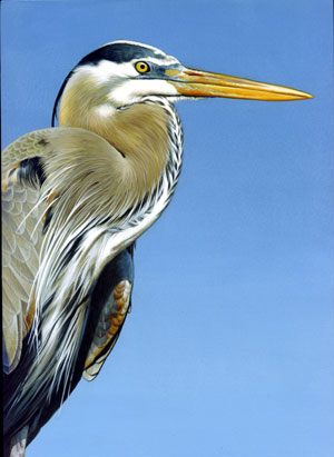 Birds Paintings N043