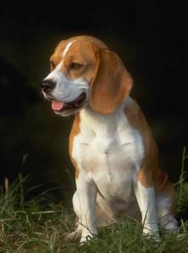Dogs Paintings N042