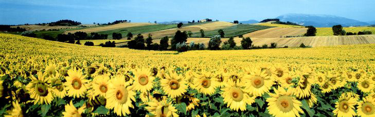 Field Paintings N079