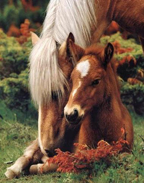Horse Paintings N011