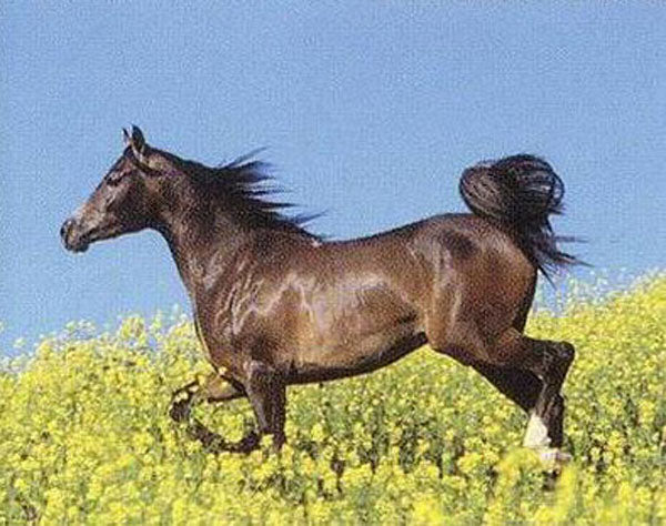Horse Paintings N014