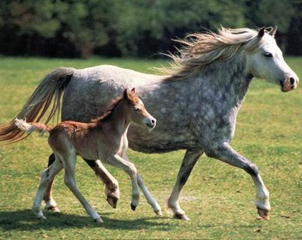 Horse Paintings N102