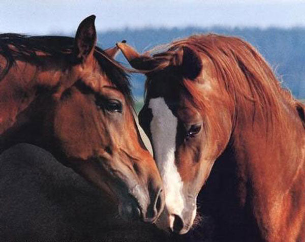 Horse Paintings N108