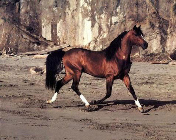 Horse Paintings N118
