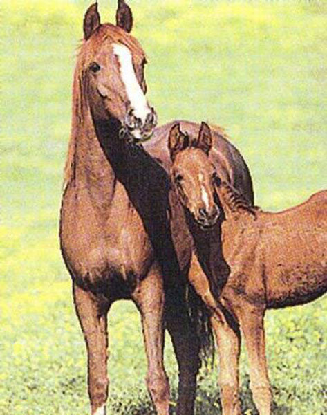 Horse Paintings N119