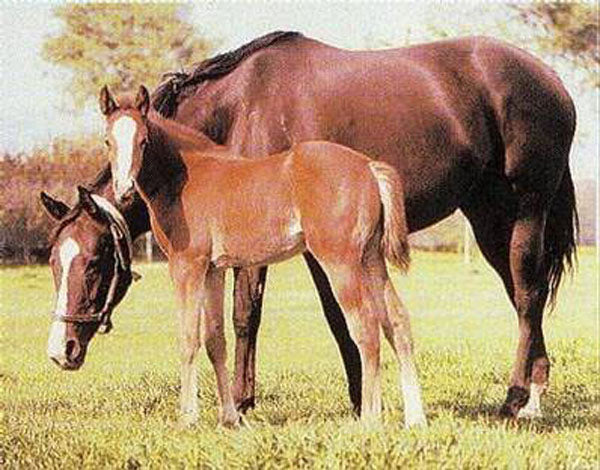 Horse Paintings N122