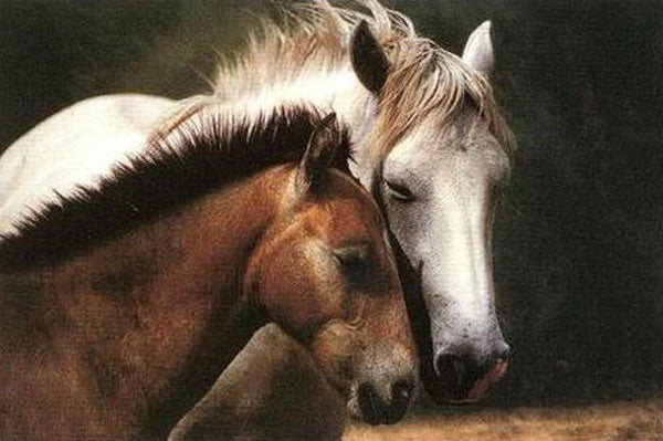 Horse Paintings N124