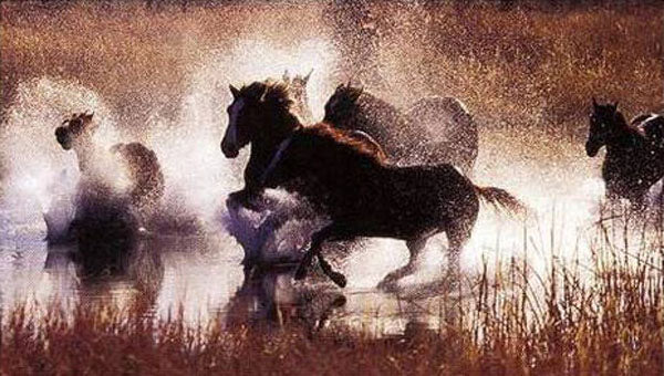 Horse Paintings N126