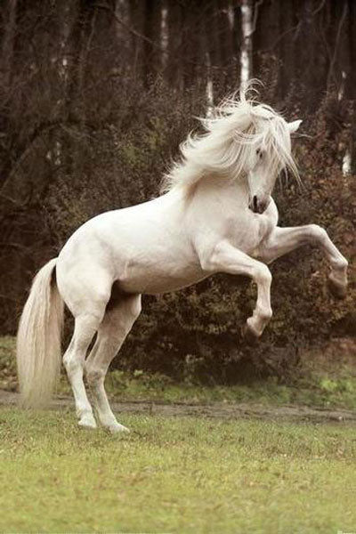 Horse Paintings N143