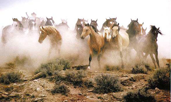 Horse Paintings N193