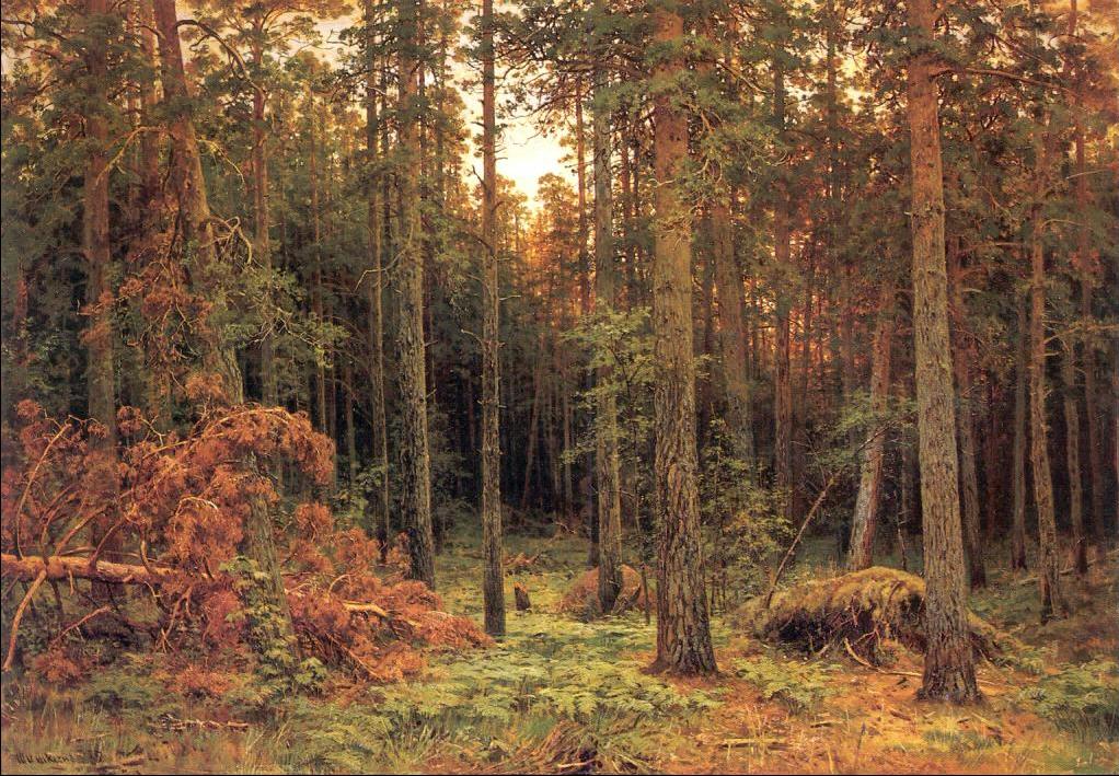 Pine Forest III