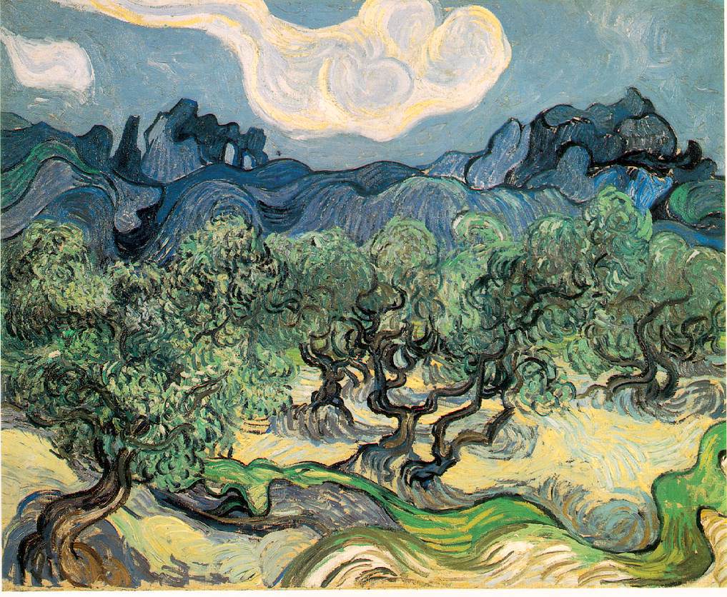 Olive Trees Bright Blue Sky