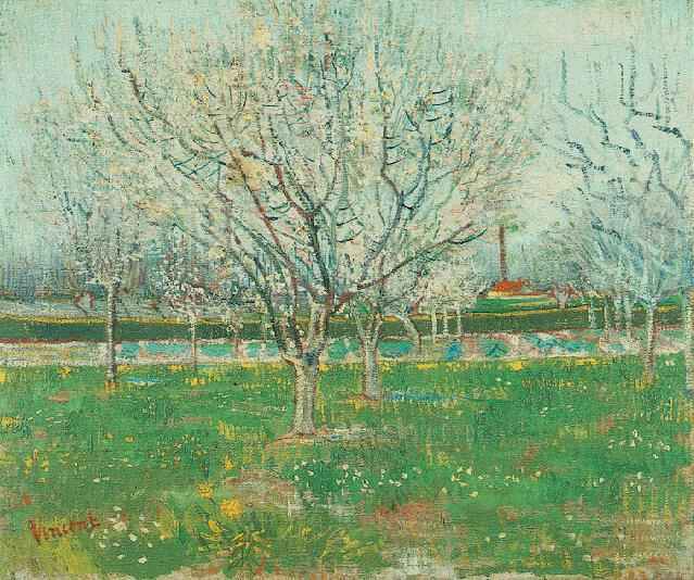 Orchard in Blossom Plum Trees