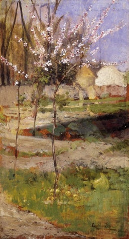 Apple Trees Blooming