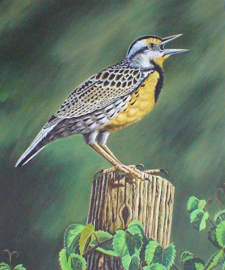 Birds Paintings N029