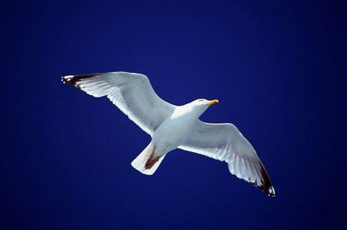 Birds Paintings N035