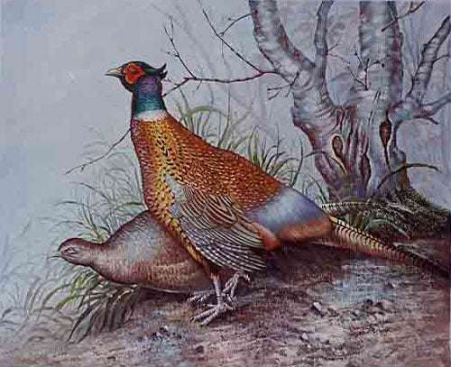 Birds Paintings N048