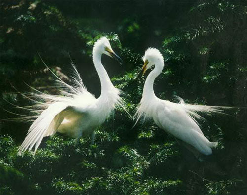 Birds Paintings N054