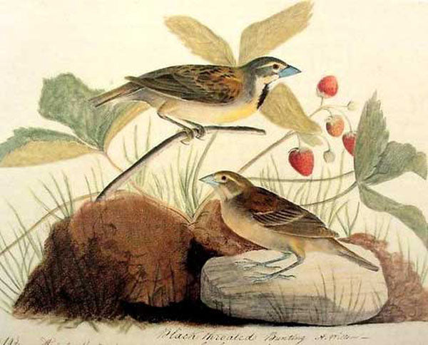 Birds Paintings N103