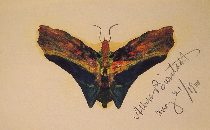Butterfly