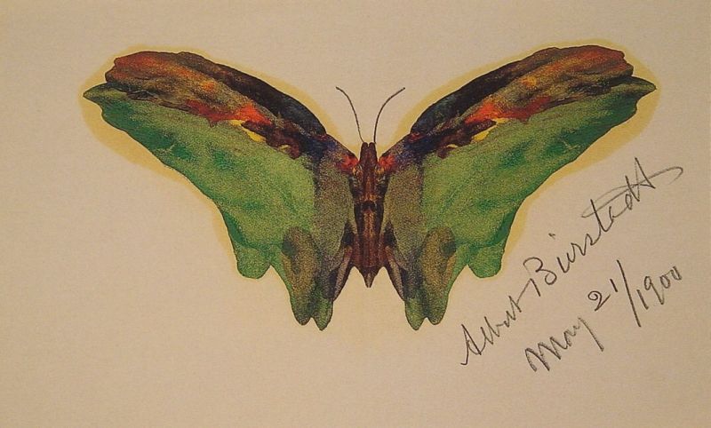 Butterfly v