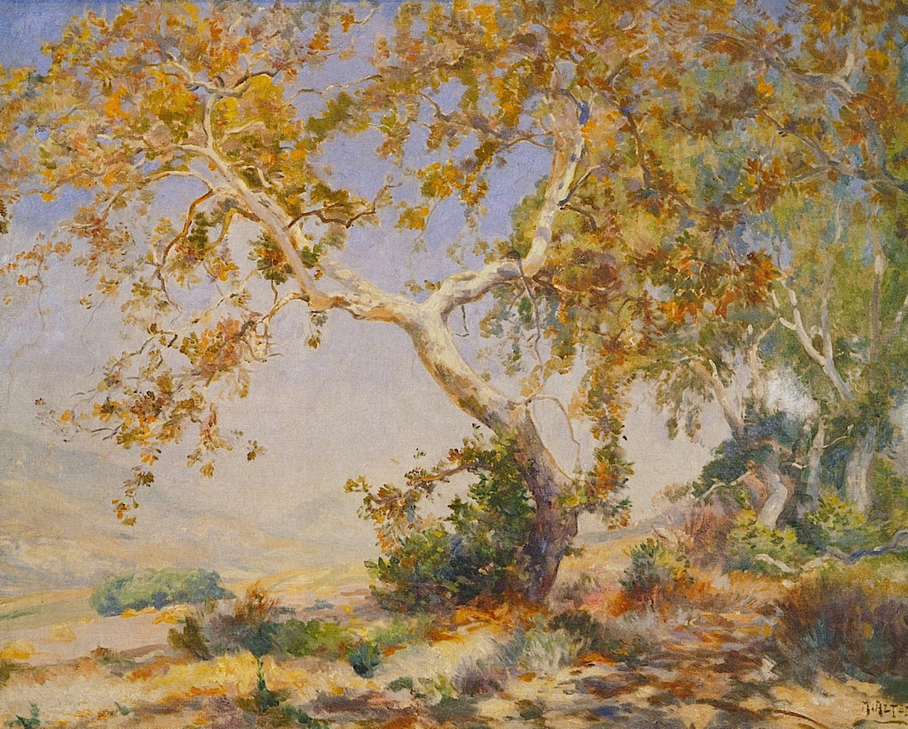 California Sycamore