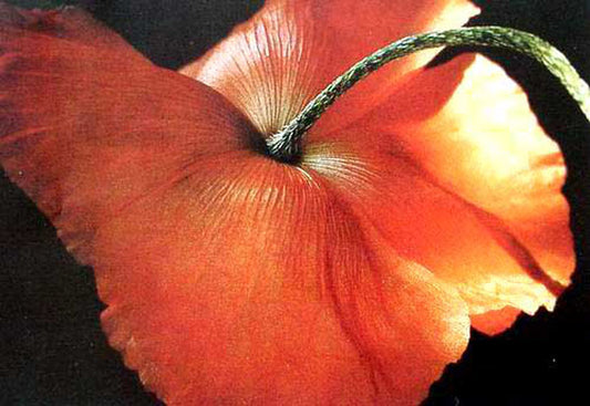 Classical Flower Paintings N313