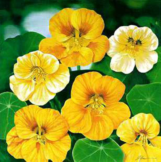 Classical Flower Paintings N317
