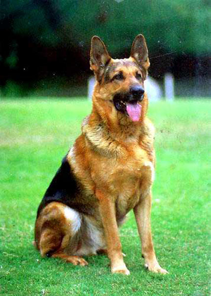 Dogs Paintings N037