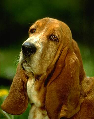 Dogs Paintings N043