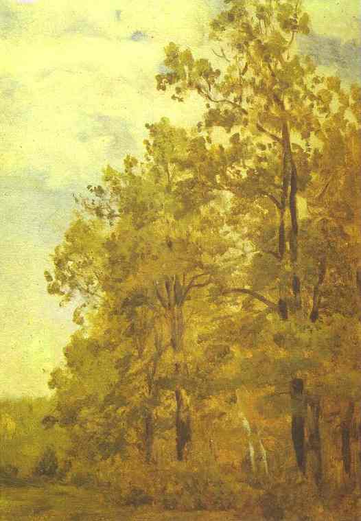Edge Of A Forest