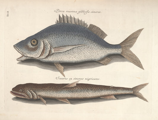 Fish Painting N029