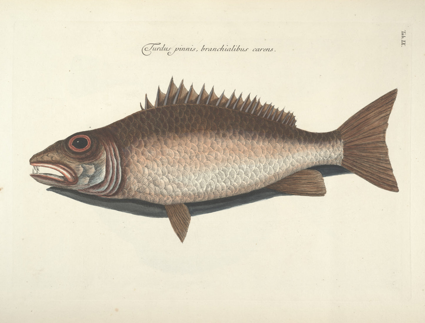 Fish Painting N037
