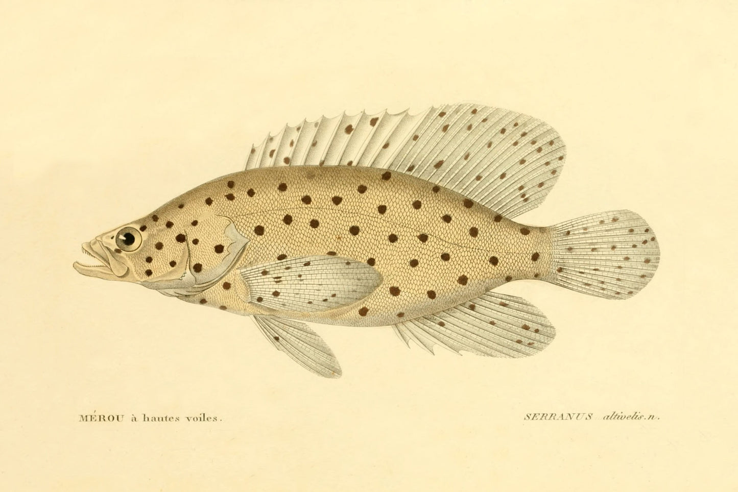 Fish Painting N059
