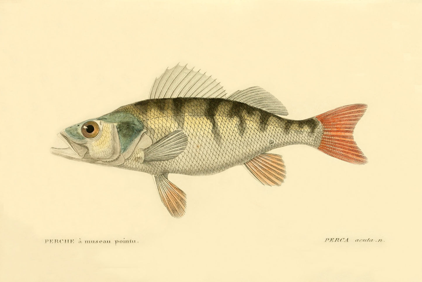 Fish Painting N062