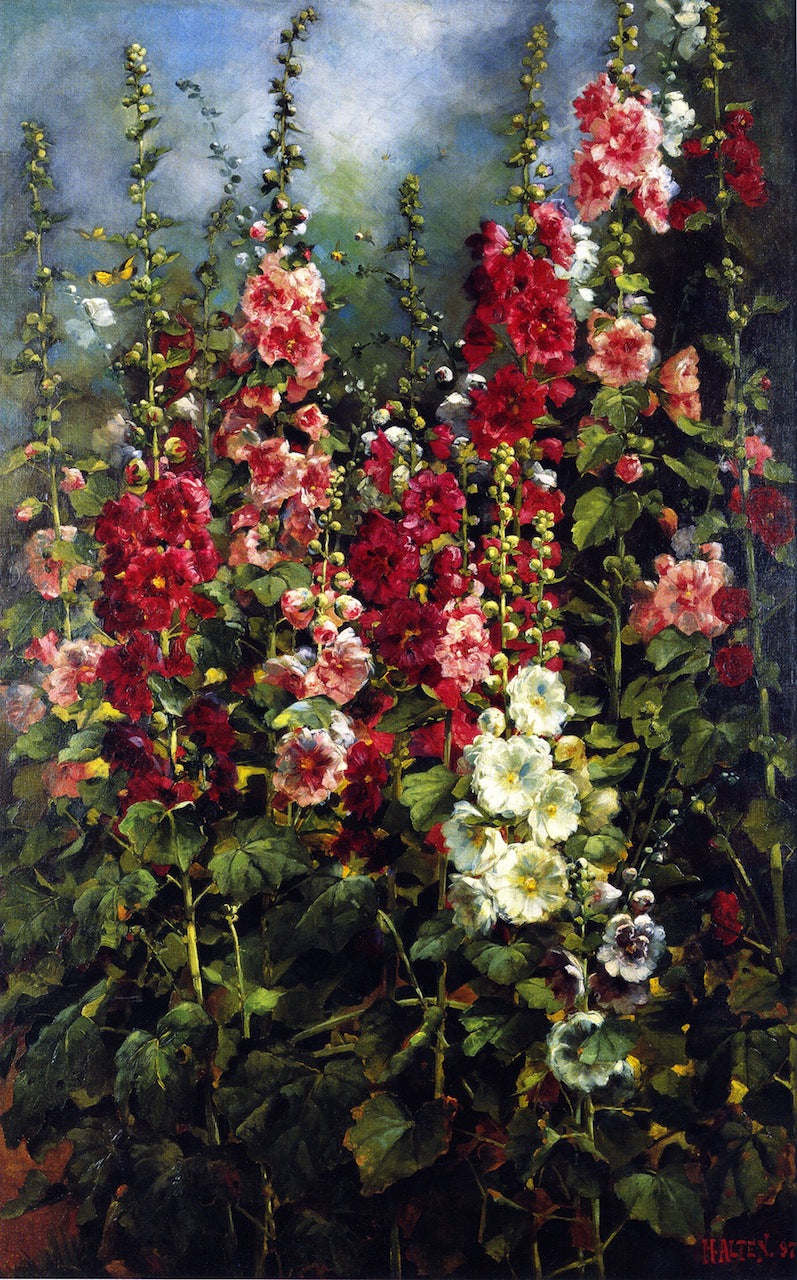 Hollyhocks