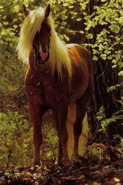 Horse Paintings N013