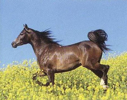 Horse Paintings N014