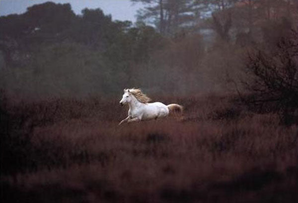 Horse Paintings N081