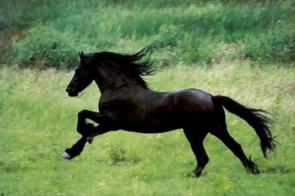 Horse Paintings N101
