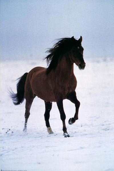 Horse Paintings N105