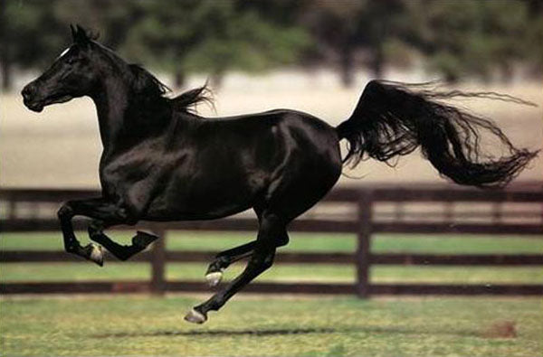 Horse Paintings N106