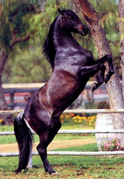 Horse Paintings N107