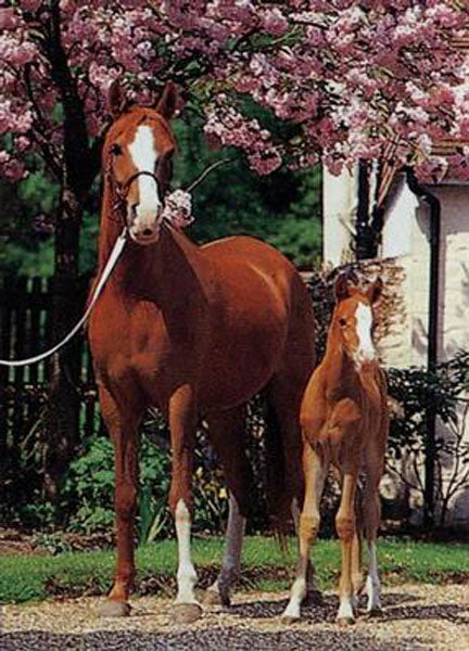 Horse Paintings N111