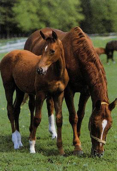 Horse Paintings N112
