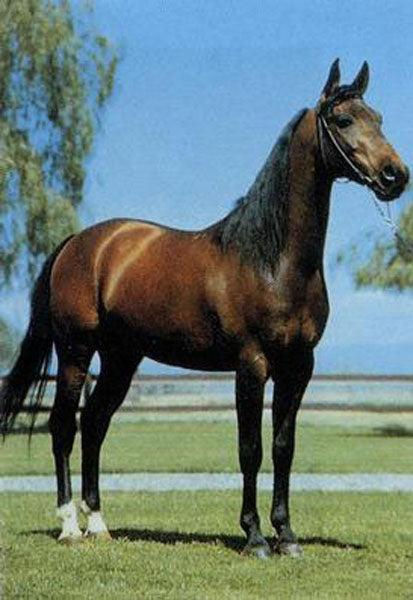 Horse Paintings N113