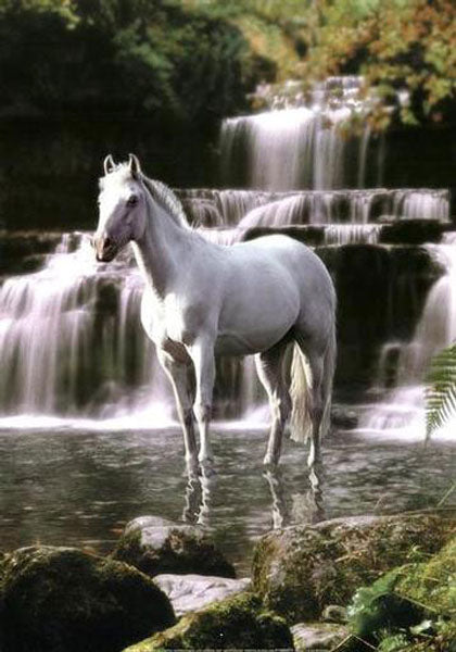Horse Paintings N116