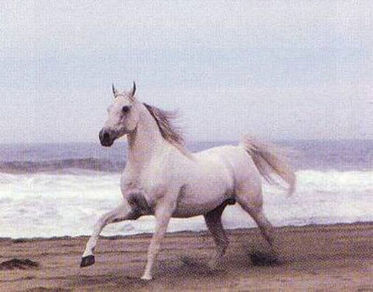 Horse Paintings N120